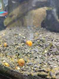 Ślimak akwariowy zatoczek