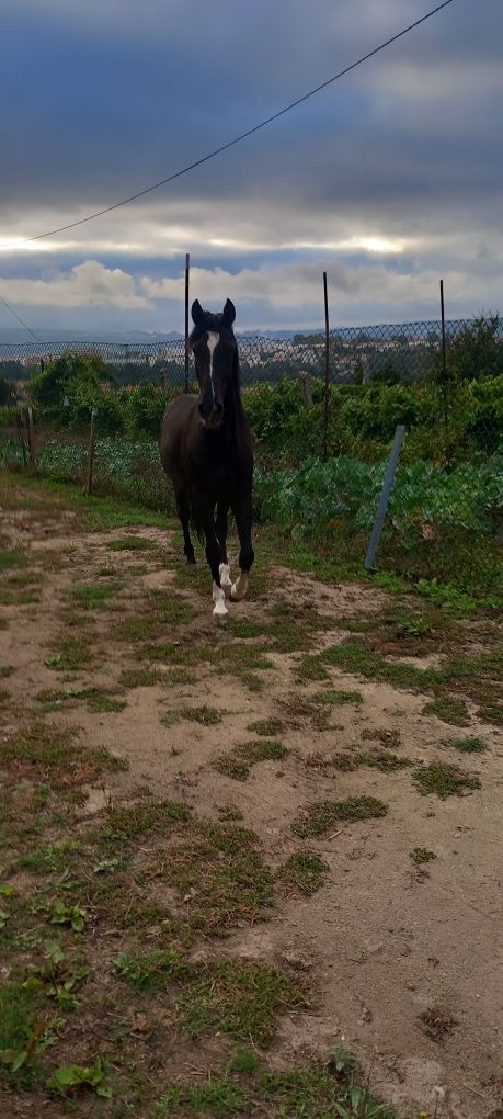 Vendo cavalo muito meigo