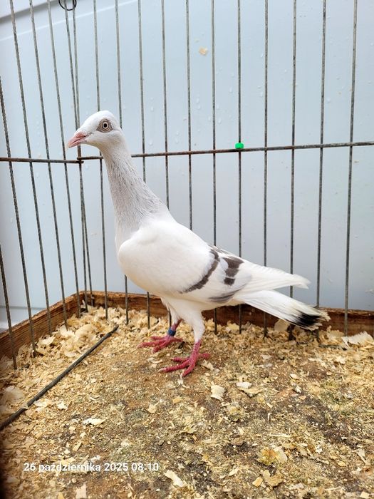 Gołębie żałobniki, pasiaki, srebrniaki