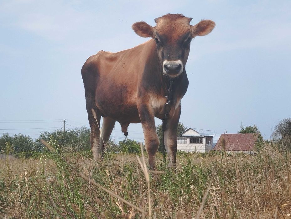 Бичок джерсейської породи