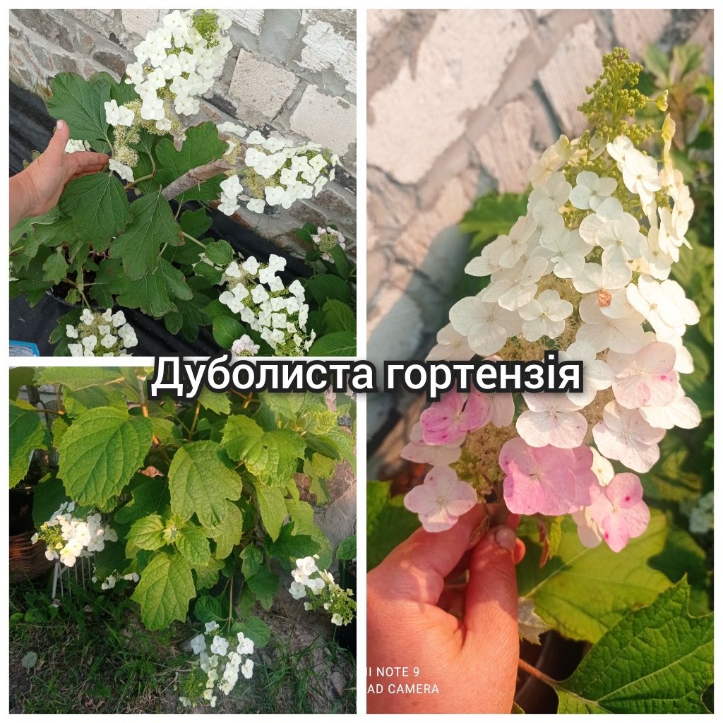 Гортензія різні сорти