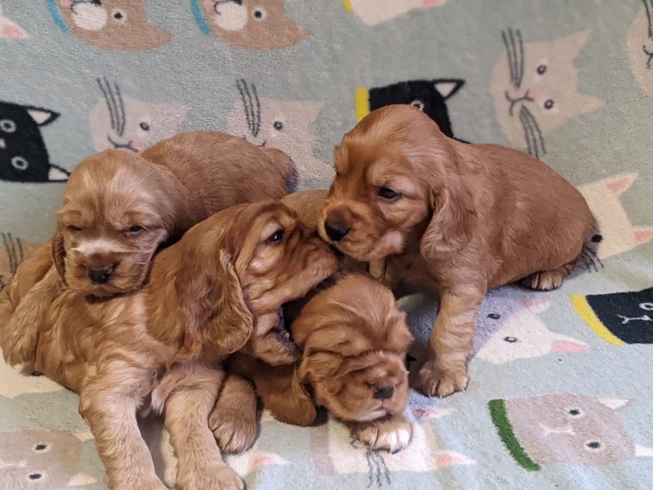 Цуценята англійського кокер - спанієля, бронювання та продаж