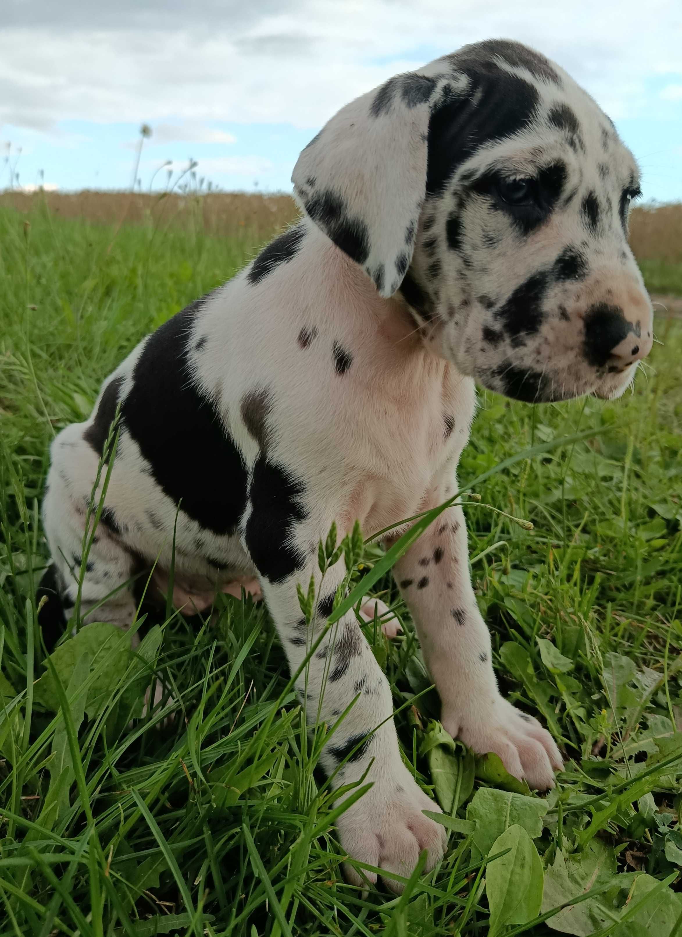 Dog niemiecki suczka