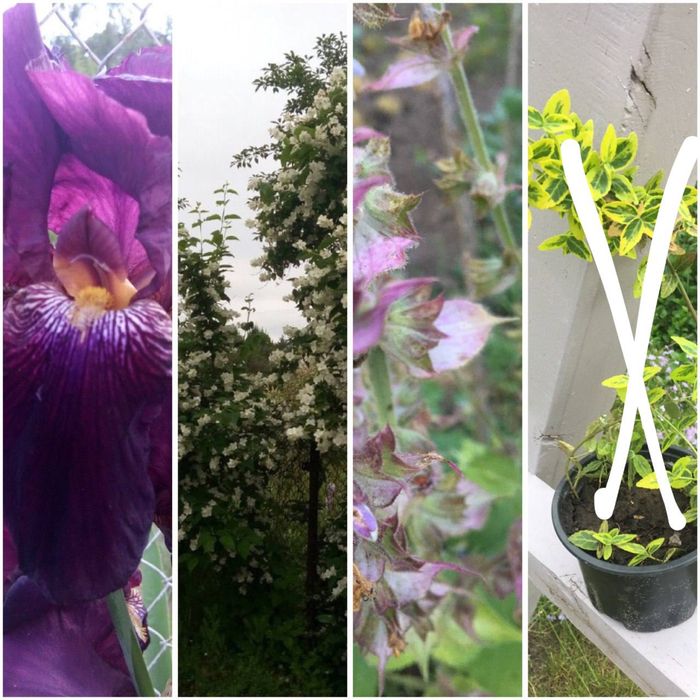 Шалфей  мускатный. Ирисы. Жасмин. Бересклет.