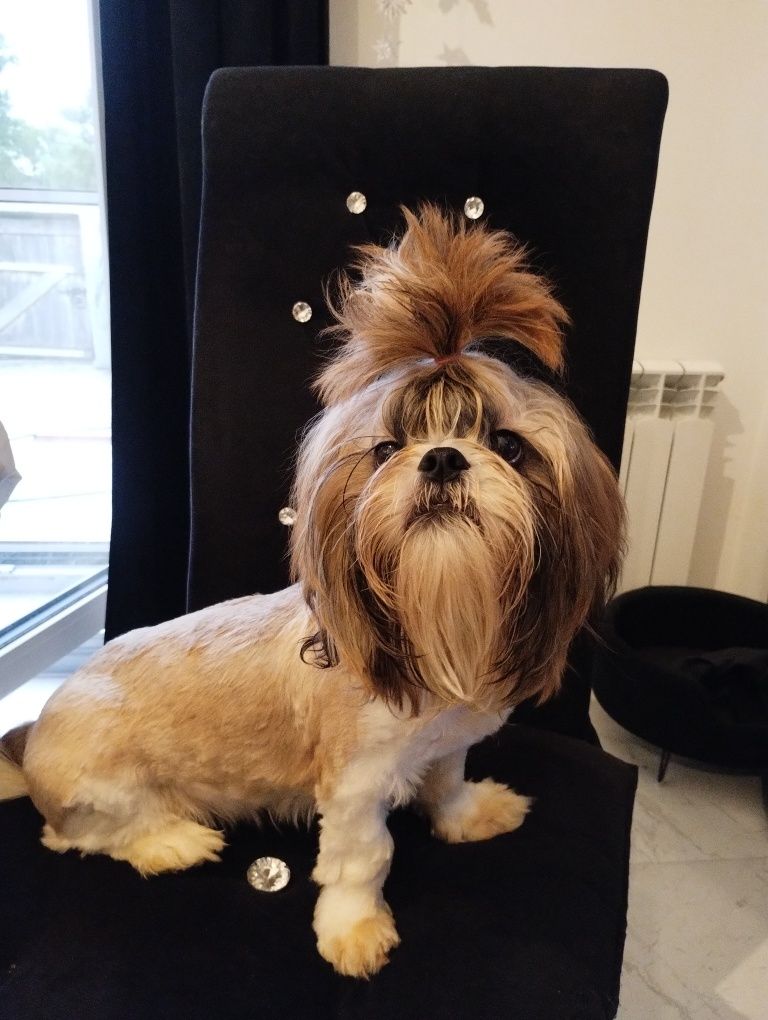 Shih tzu urzekający super piesek
