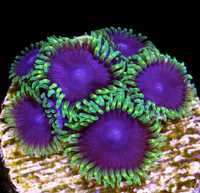 Zoa joker koralowiec