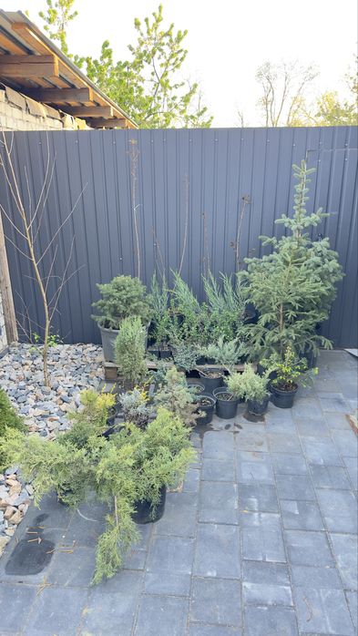 Туя смарагд західна,ялівці різного виду,магнолія,сакура,ялина,гортензі