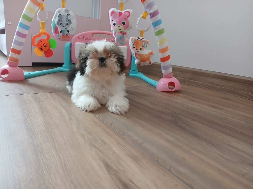 Sunia Shih-tzu z Rodowodem