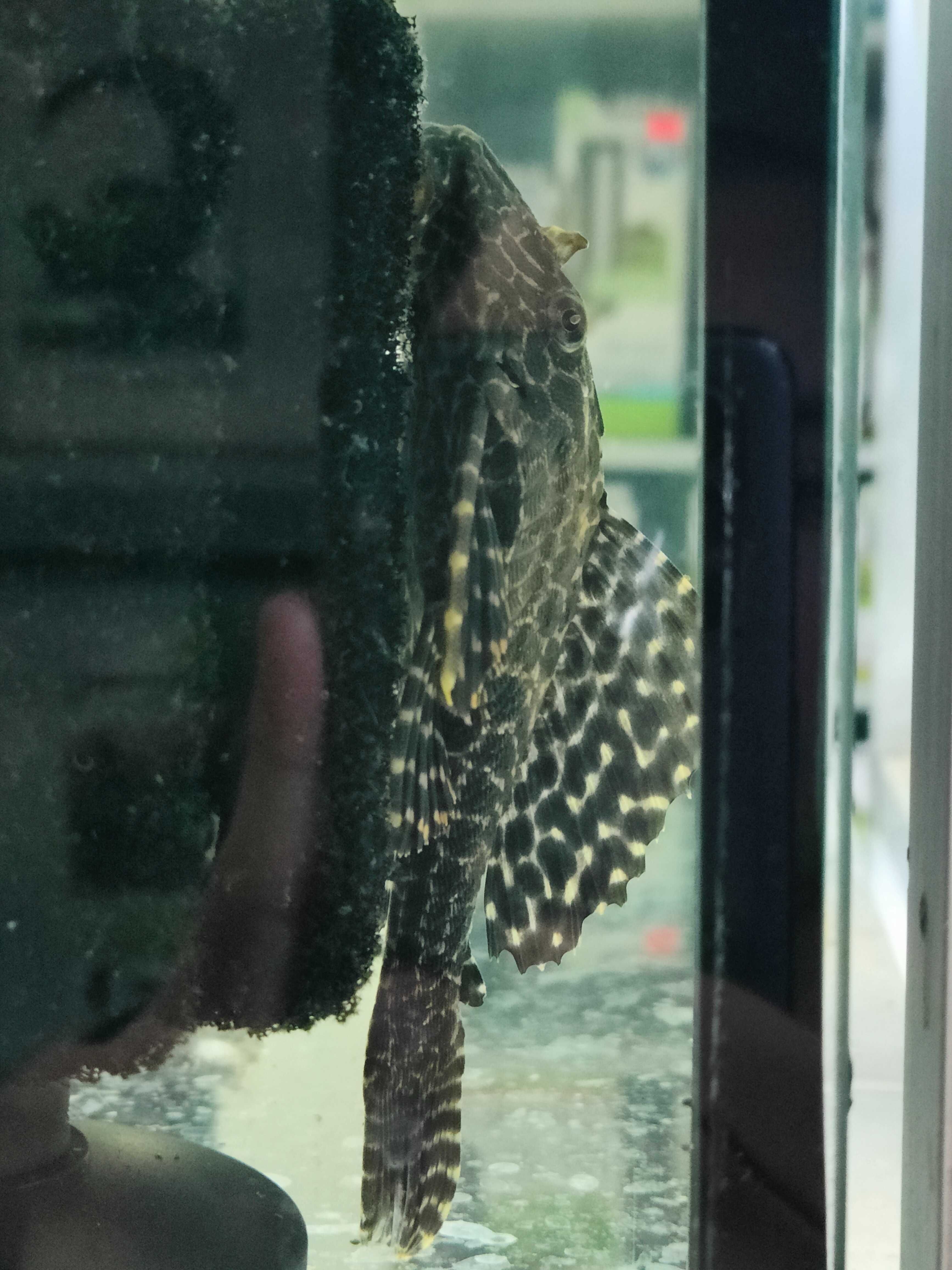 Zbrojnik Lamparci Gibiceps- Tina Zoo Jasna