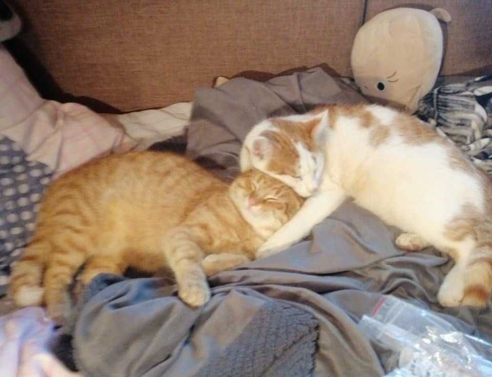 Alarm!! Oksi i Natan ok.roczne kotki pilnie szukają domów Milanówek