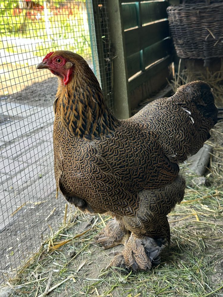 Dwie kury brahma miniaturowa