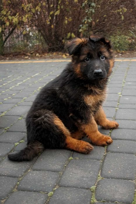 Owczarek Niemiecki długowłosy