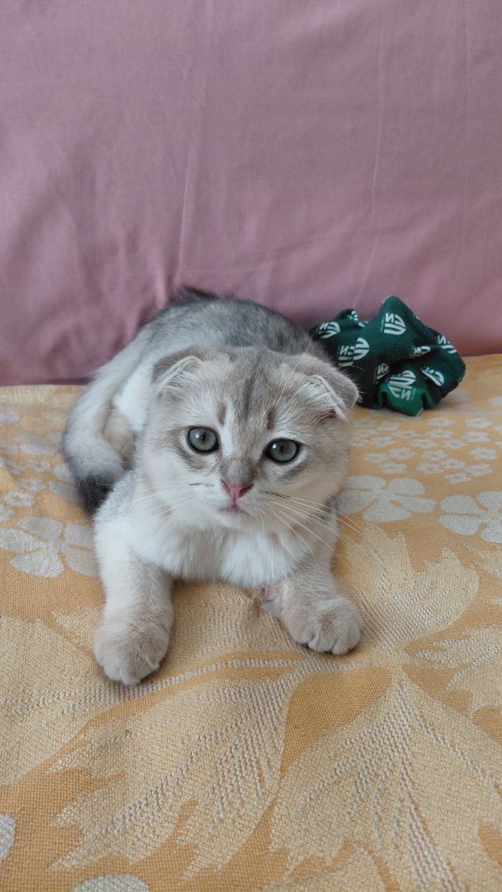 Шотландський котик золотая шиншилла ау11