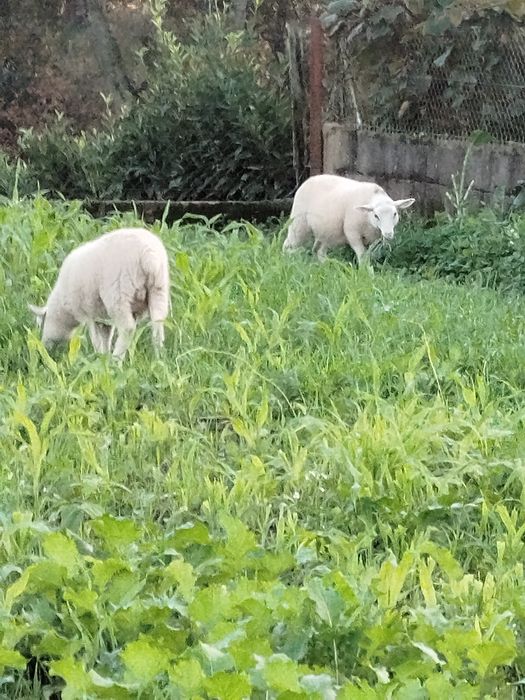 Vendo borregos com 4 meses