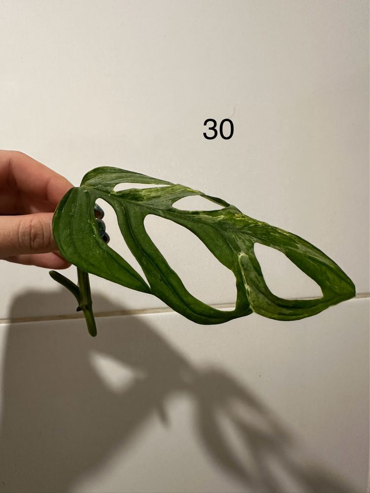 Monstera adansonii Indonesian Marble