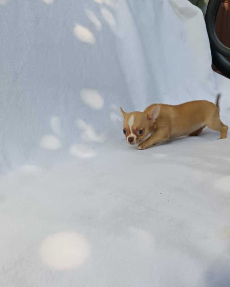Chihuahua suczka