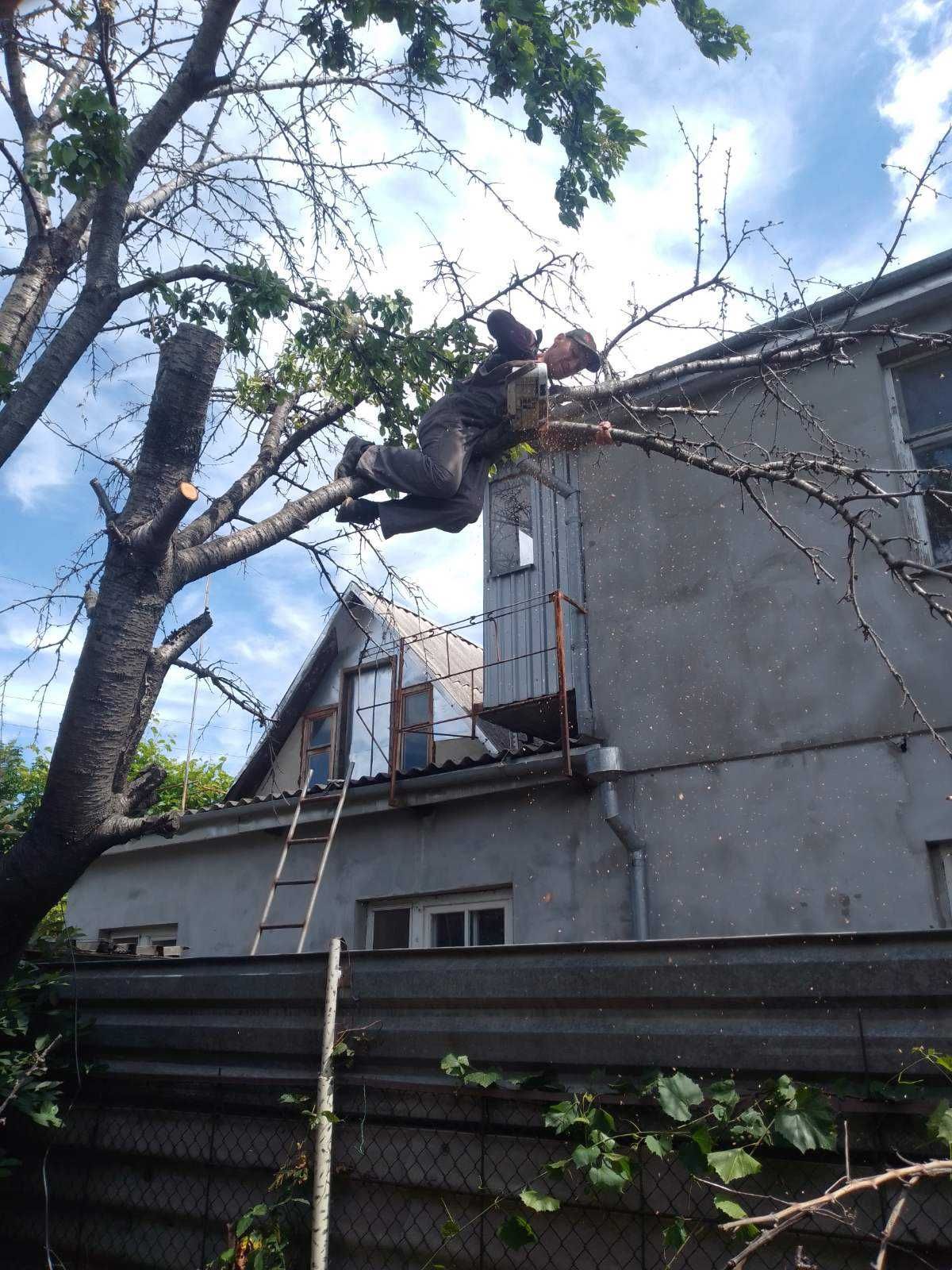 Обрезка и спиливание деревьев профессионально, 100% аккуратно.