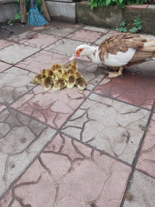 Продається індокачка з каченятами