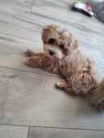 Suczka maltupoo F1 gotowa do odbioru