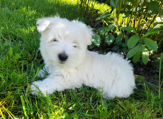 West Highland White Terrier. Piesek