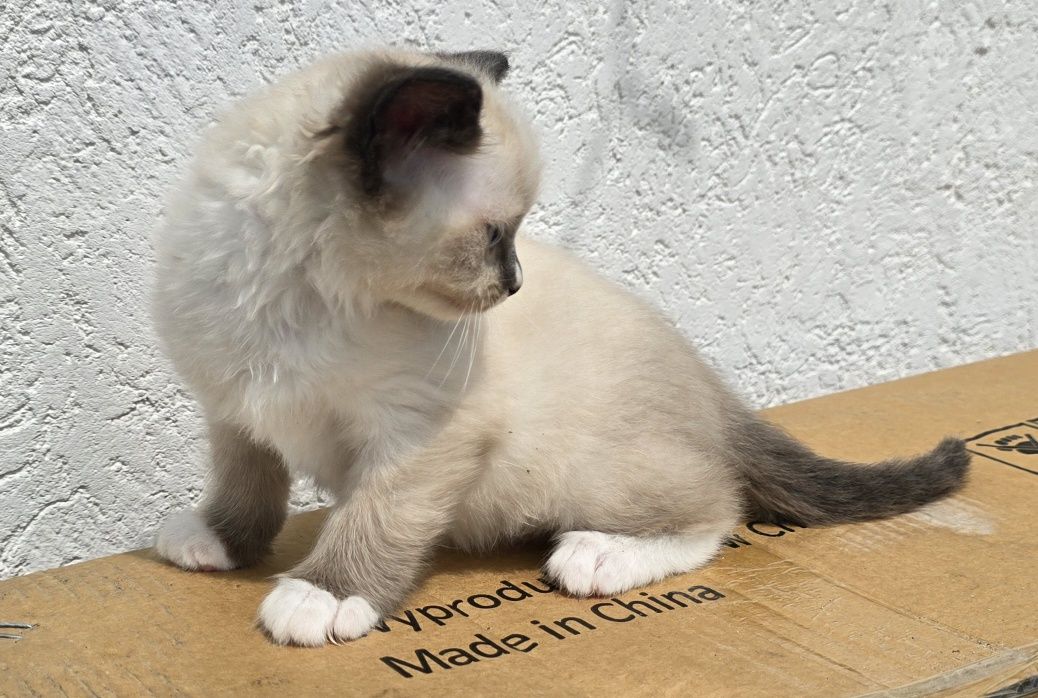 Kocurek ragdoll gotowy do odbioru