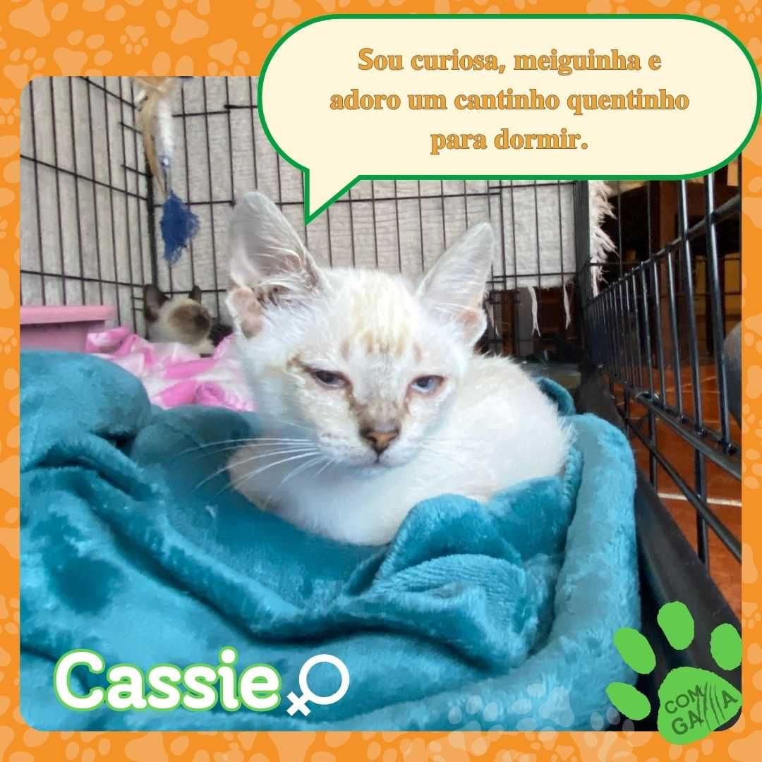 Gatinhos para adoção - Orion e Cassie