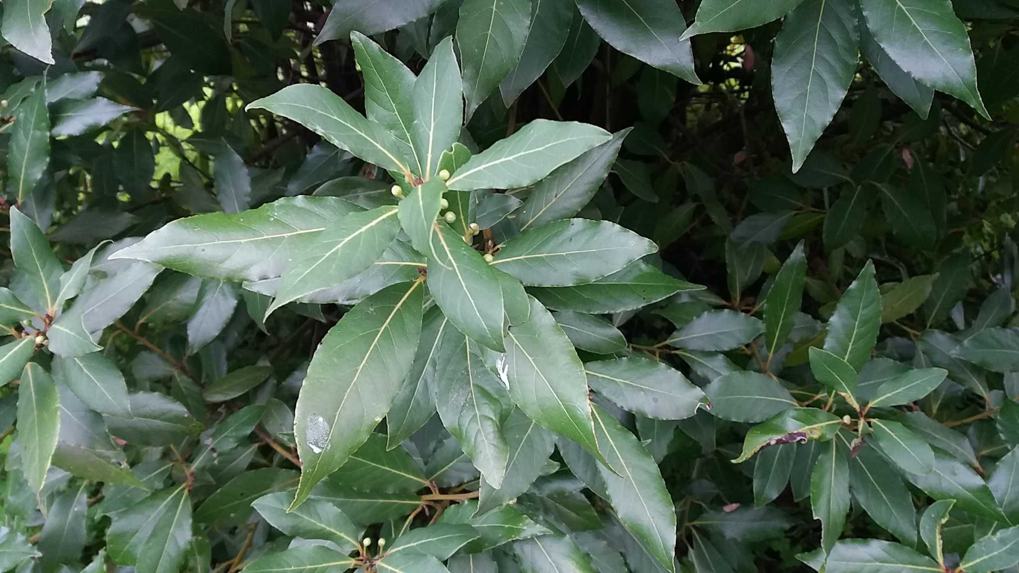 Loureiros enraizados e Folhas de Louro biológico