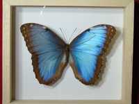 Motyl w ramce 16x14 cm . Morpho helenor Carillensis - 120 mm