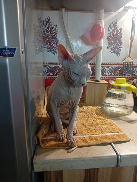 Продам канадского сфинкса