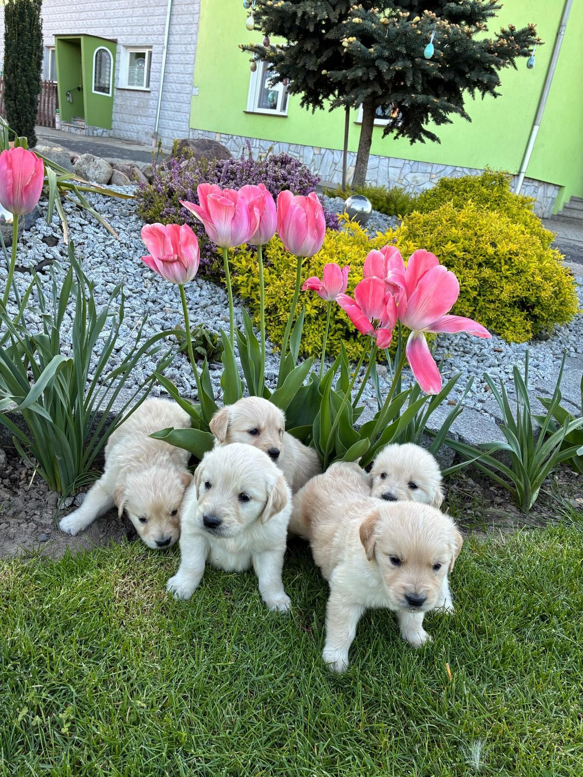 Golden Retriever śliczny piesek
