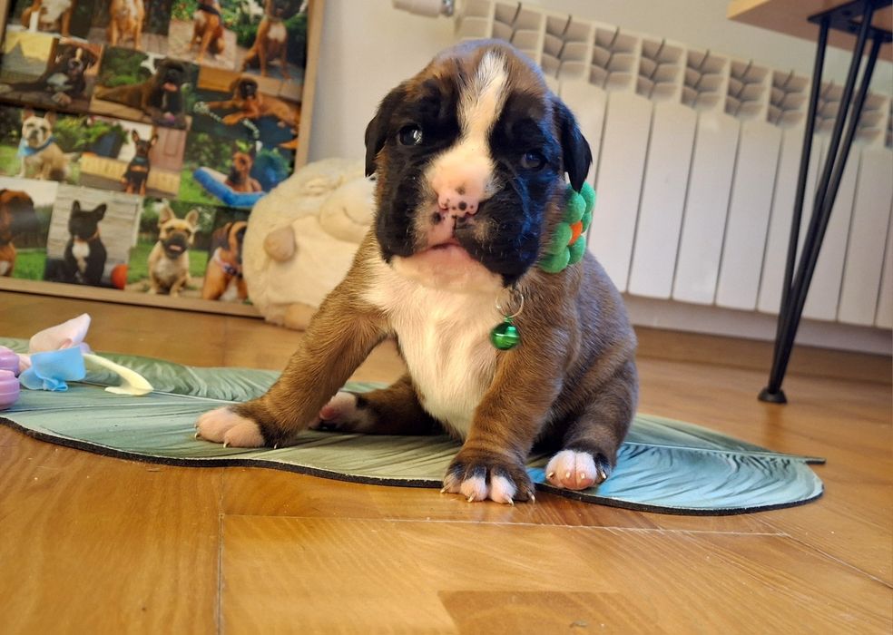 Piesek bokser szczeniak po wybitnych rodzicach