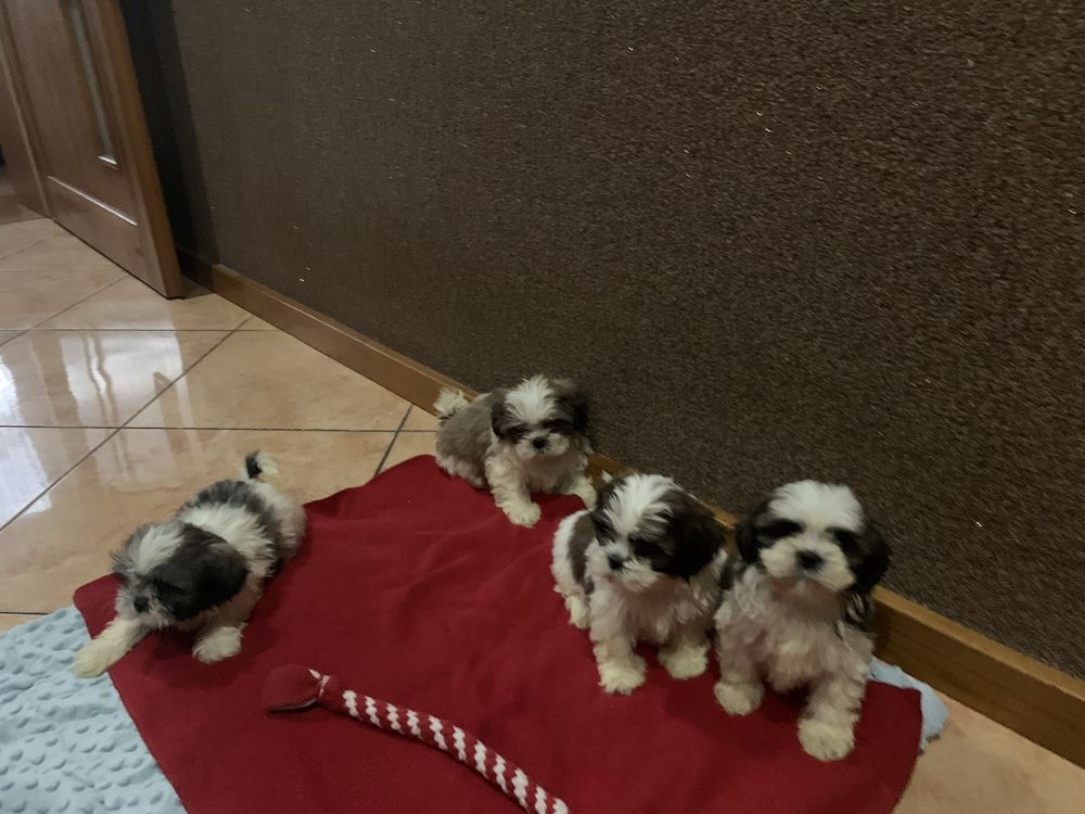 Shih tzu szczeniak
