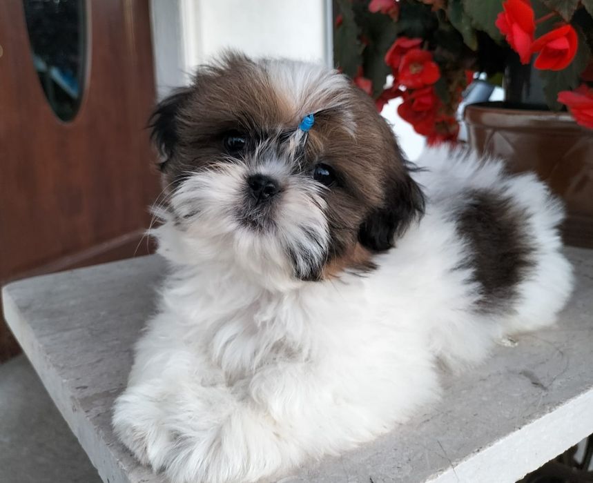 Piesek shih tzu tricolor. Zdrowy, zadbany.