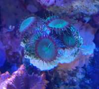Koralowiec, palythoa ciemnozielone,morskie