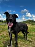 Gardena - cudowna piękność do adopcji!