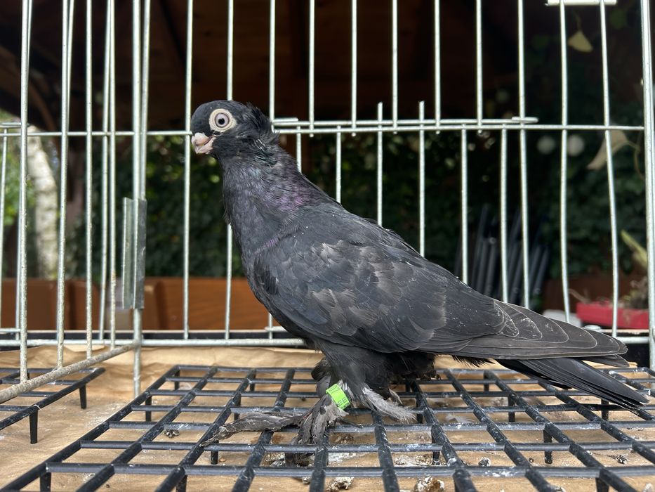 Gołębie ozdobne. Wywrotek mazurski samiczka 2025r.