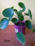 Pilea-pieniążek, kwiaty doniczkowe