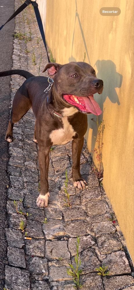 Doação de um pit bull de um ano e seis meses.