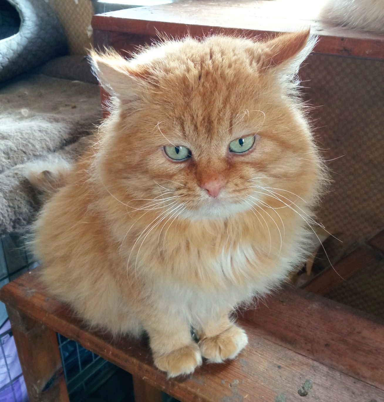 Лучику срочно нужны котородители