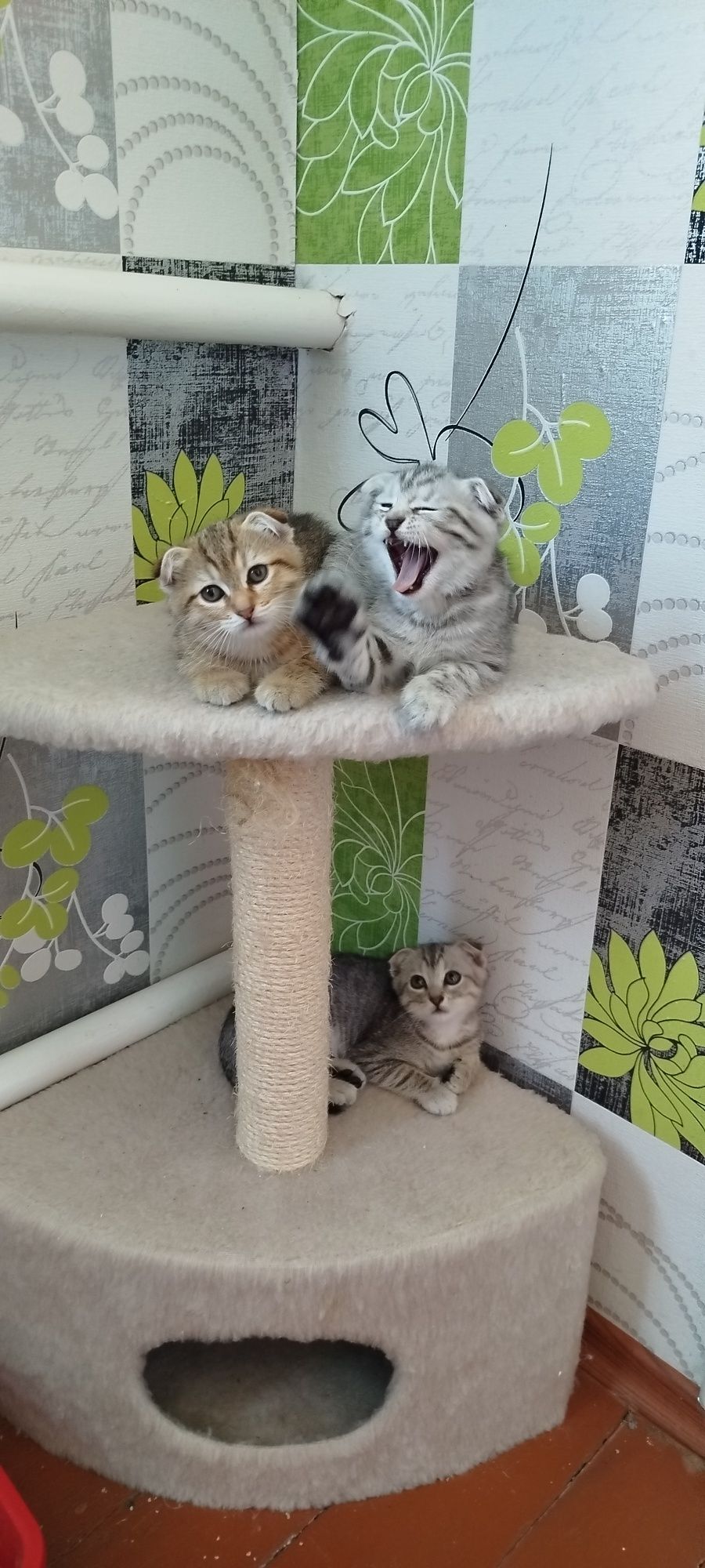 Кошенята котята шотландські