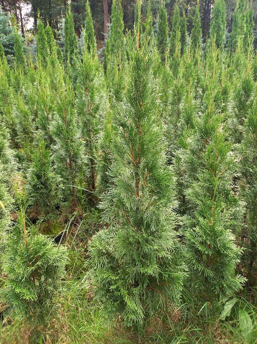 Tuje szmaragd w doniczkach 120 cm