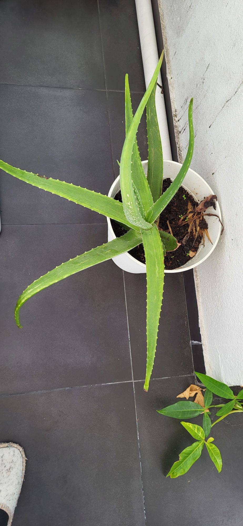 Plantas  bonitas de casa