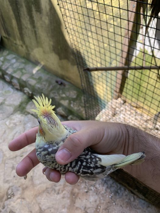 Vendo  caturras adultas e bebes