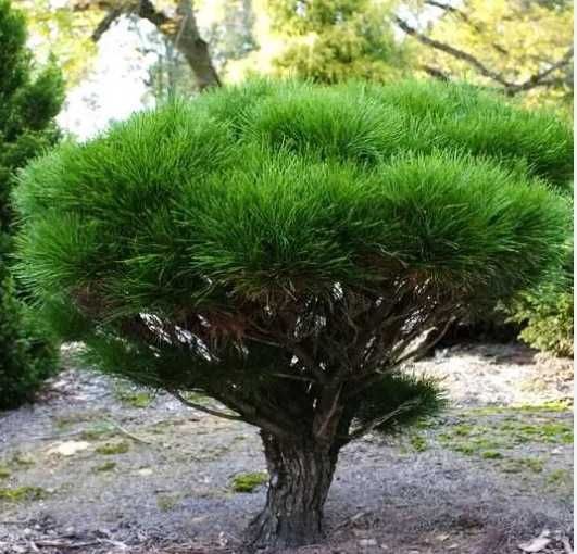 Сосна черная японская Тунберга