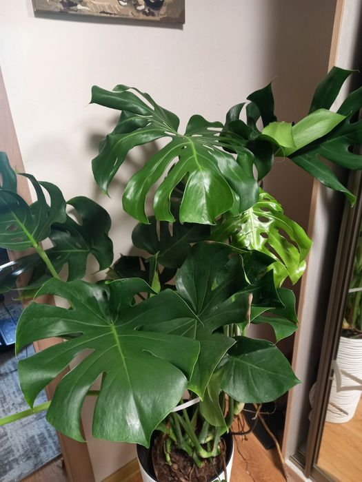 Монстера.Вазон.Кімнатні рослини