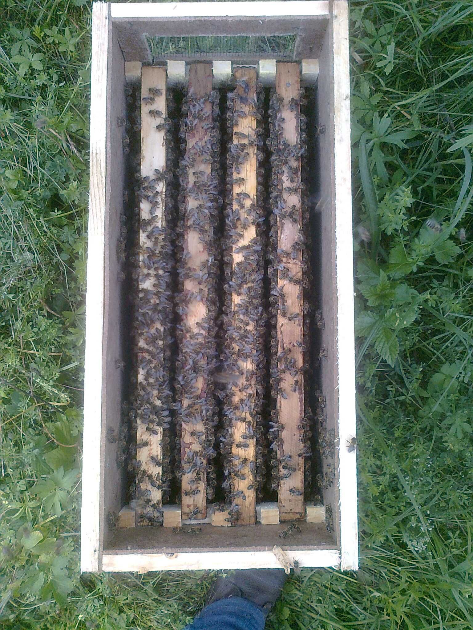 Бджолосім"ї, пчелосемьи