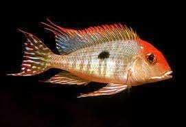Geophagus sp.   'Red Head Tapajos'