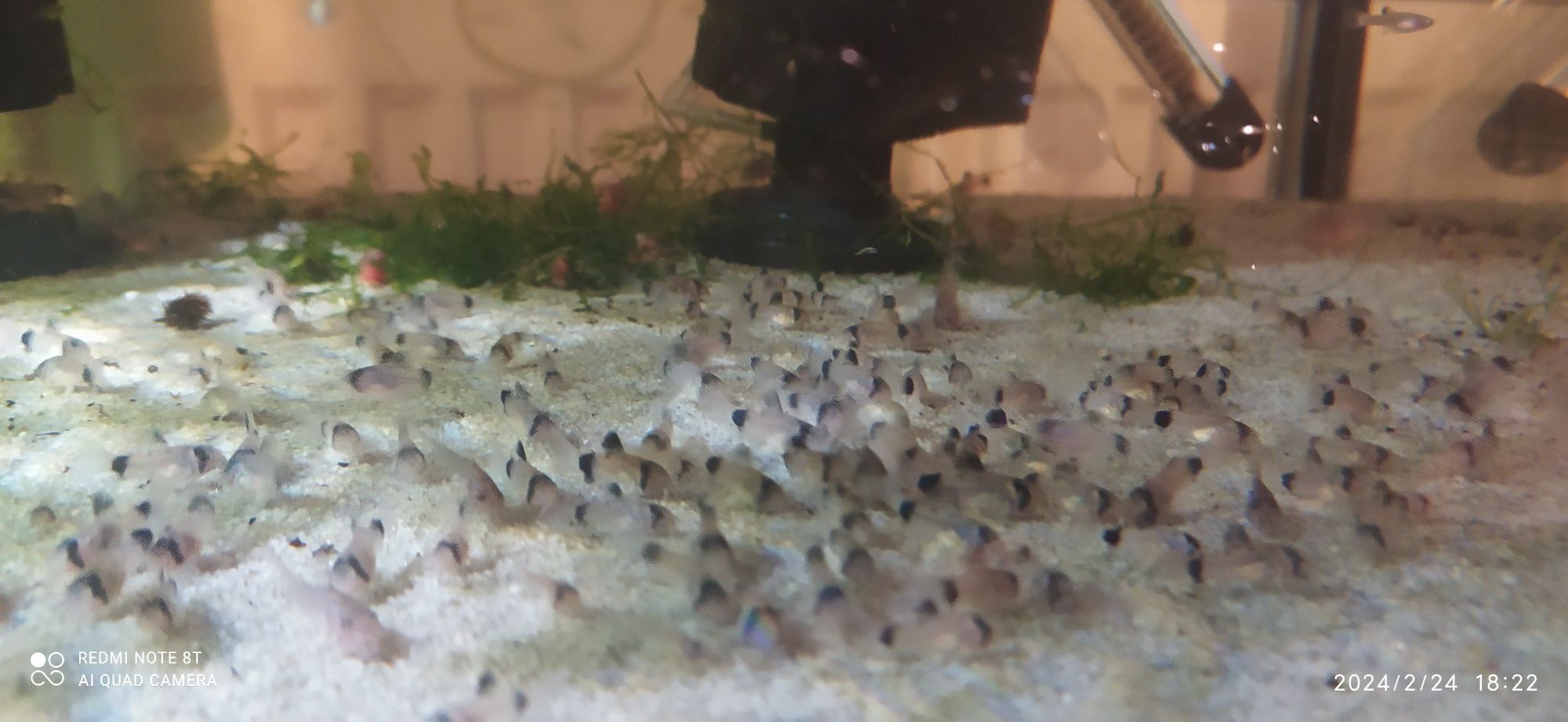 Kirys panda corydoras