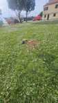 Galgo whippet macho
