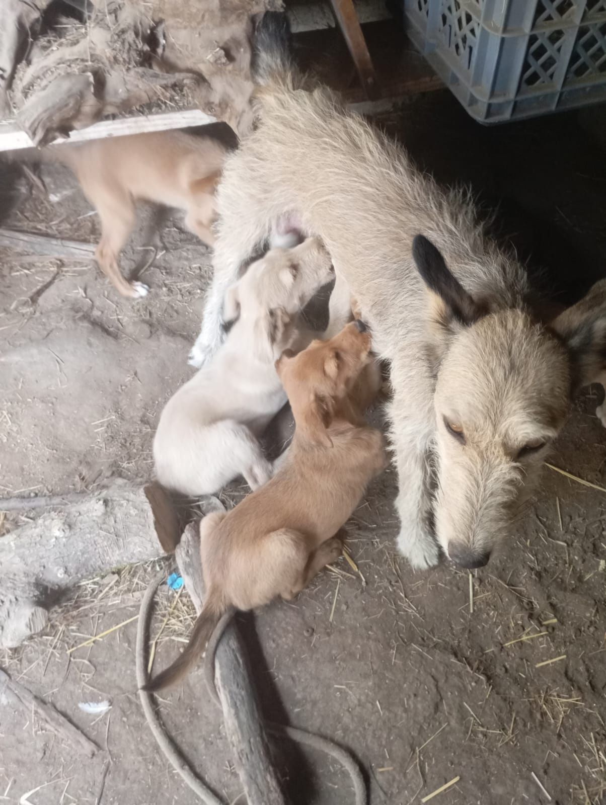 Da se cães muito bonitos
